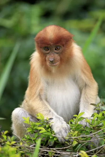 Proboscis Monkey (Nasalis larvatus) young, feeding on leaves, Labuk Bay, Sabah, Borneo, Malaysia