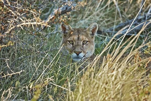 Puma (Puma concolor puma) young male, resting amongst vegetation, Torres del Paine N. P