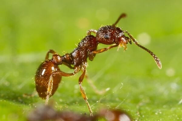 Red Ant (Myrmica rubra) adult worker, cleaning leg, Powys, Wales, July