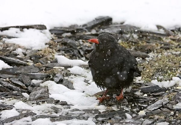 Red-billed Chough (Pyrrhocorax pyrrhocorax) adult, standing on snow covered ground in snowfall, Caucasus Mountains, Georgia, april