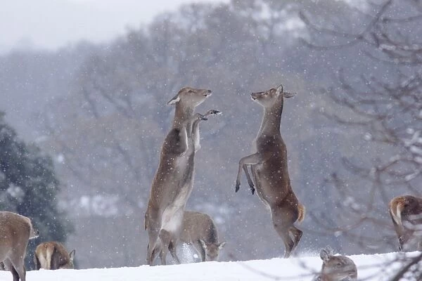 Red Deer (Cervus elaphus) two hinds, boxing, fighting to establish dominance in snow, Yorkshire, England, december