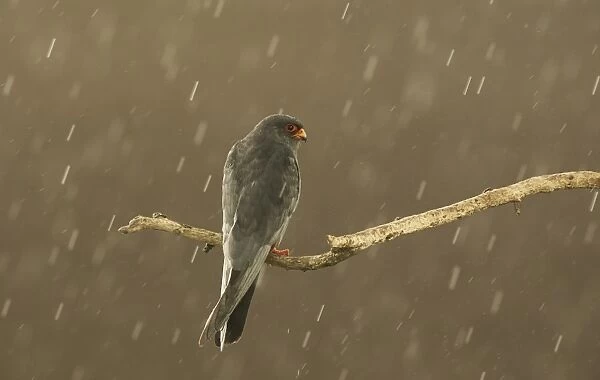 Red-footed Falcon (Falco vespertinus) adult male, perched on branch during heavy rain shower, Hortobagy N. P