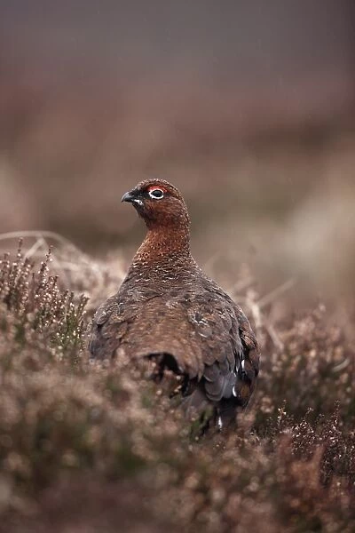 Red Grouse (Lagopus lagopus scoticus) adult male, standing amongst heather on moorland, Scotland, winter