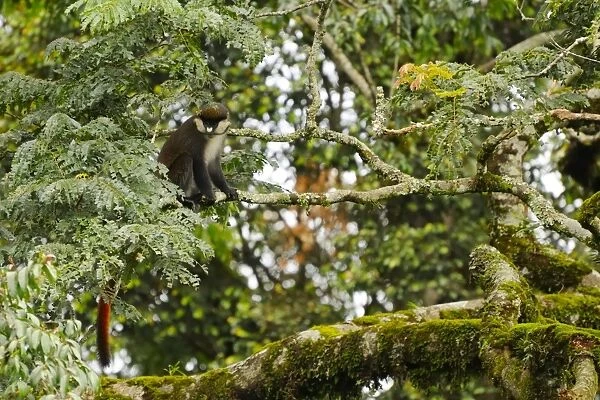 Red-tailed Monkey (Cercopithecus ascanius) adult, sitting on branch in montane rainforest, Nyungwe Forest N. P. Rwanda