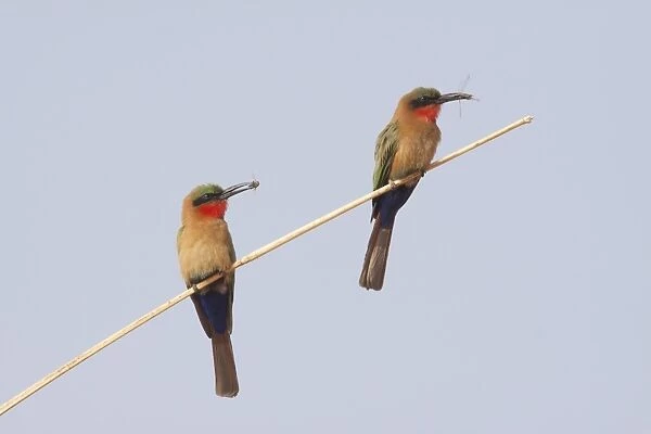 Red-throated Bee-eater (Merops bullocki) two adults, with insect prey in beaks, perched on stem, Gambia, February