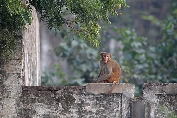 Rhesus Macaque (Macaca mulatta) adult, sitting on wall, India, november