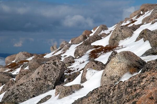 Rock Ptarmigan (Lagopus mutus) adult female, winter plumage, camouflaged on snow amongst boulders on mountain slope