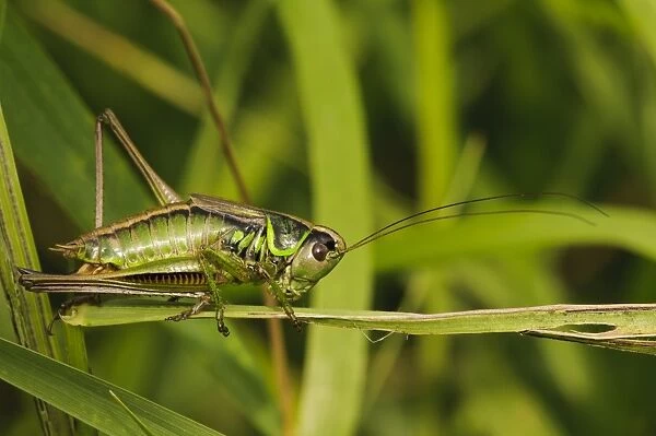 Roesels Bush-cricket (Metrioptera roeselii) adult female, clambering through grass, West Canvey Marshes RSPB Reserve