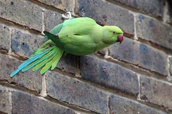 Rose-ringed Parakeet (Psittacula krameri) adult female, clinging to brick wall in city, London, England, january