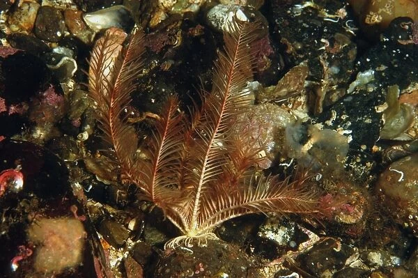 Rosy Feather-star (Antedon bifida) adult, in sea loch, Loch Carron, Ross and Cromarty, Highlands, Scotland, June