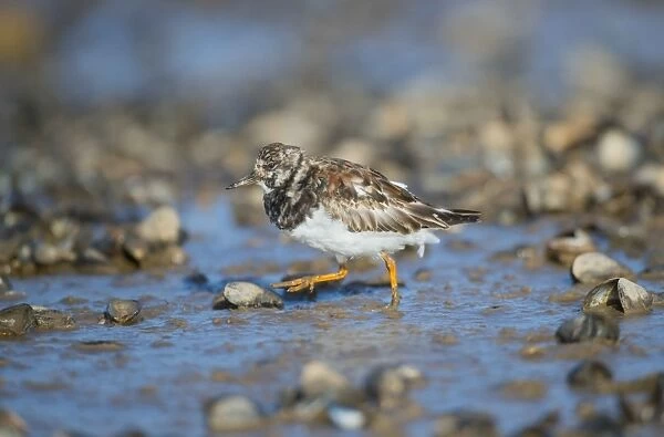 Ruddy Turnstone (Arenaria interpres) adult, moulting to summer plumage, running amongst mussel shells on beach