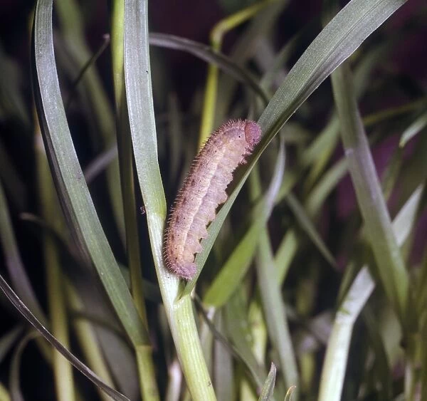 Scotch Argus (Erebia aethiops) larva
