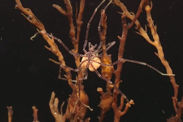 Sea Spider (Nymphon gracile) adult, with egg sacs, Kimmeridge, Dorset, England, february