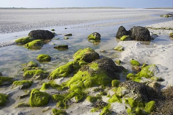 Seaweed covered rocks on mudflats at low tide, between North Uist and Benbecula, Outer Hebrides, Scotland