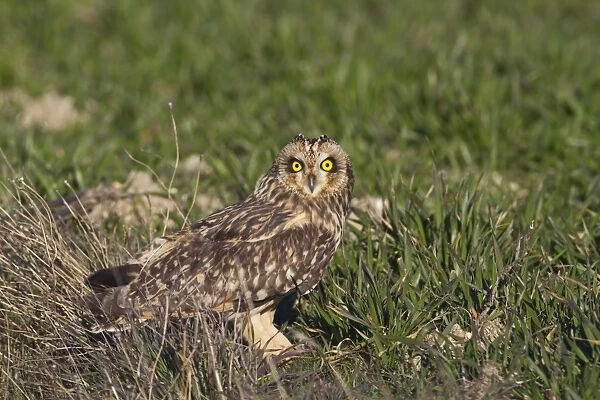Short-eared Owl (Asio flammeus) adult, standing on ground, Northern Spain, February