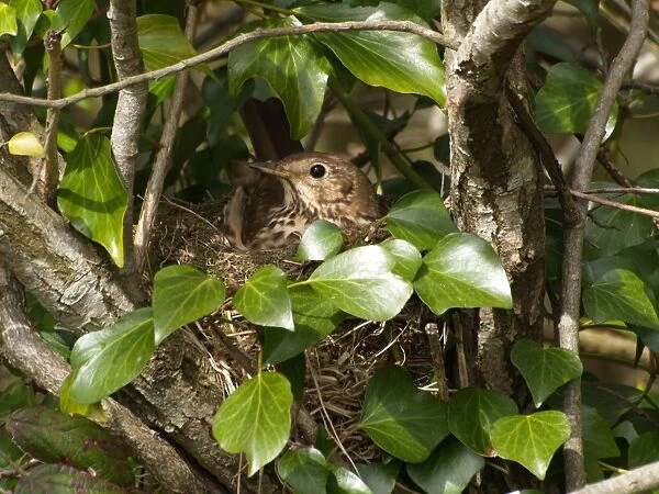 Song Thrush (Turdus philomelos) adult, sitting on nest in tree amongst Common Ivy (Hedera helix), Devon, England