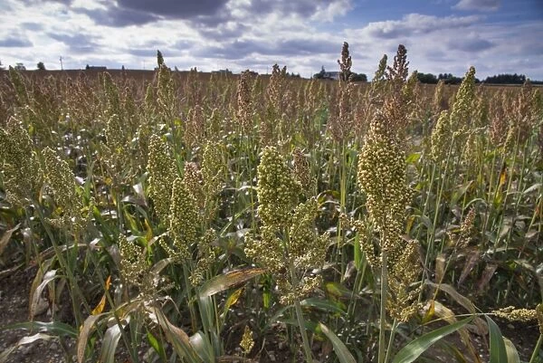 Sorghum (Sorghum sp. ) crop, growing in field, Pouzay, Indre-et-Loire, Central France, September