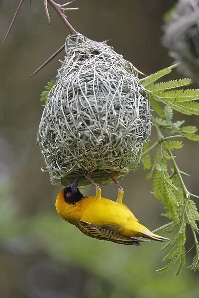 Southern Masked Weaver (Ploceus velatus) adult male, hanging under nest, Pilanesberg N. P. North West Province, South Africa