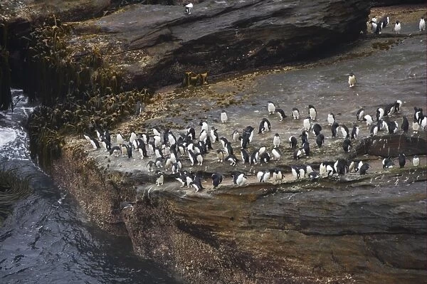 Southern Rockhopper Penguin (Eudyptes chrysocome chrysocome) adults and chicks, group waiting to enter sea, in rocky coastal habitat, New Island, Falkland Islands