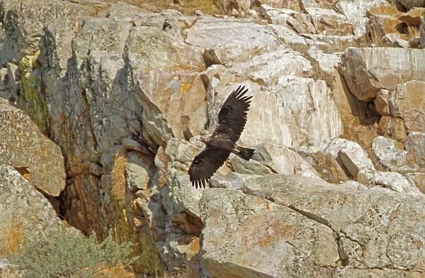 Spanish Imperial Eagle (Aquila adalberti) adult, in flight, Monfrague N. P. Extremadura, Spain, september
