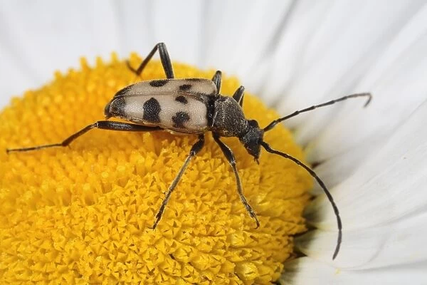 Speckled Longhorn Beetle (Pachytodes cerambyciformis) adult, feeding on Ox-eye Daisy (Leucanthemum vulgare) flower, Powys, Wales, june