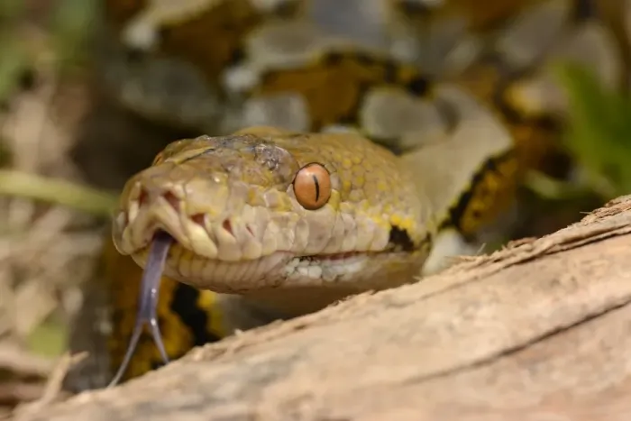 Framed Print : Reticulated Python Print - Adult Head Close-up Framed Print : Reticulated Python Print - Adult Head Close-up
