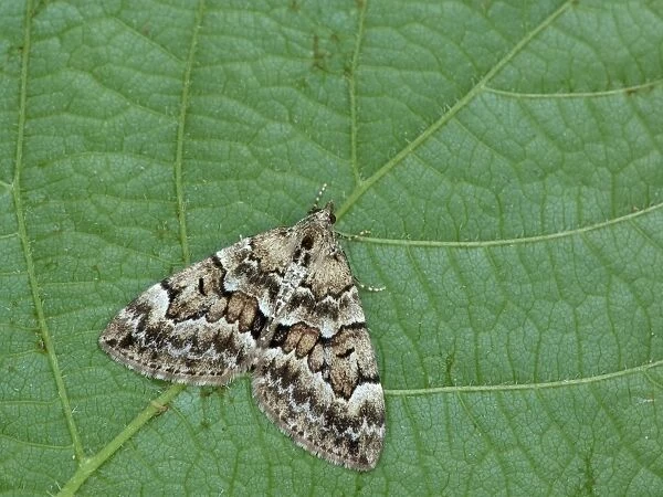 Spruce Carpet Moth (Thera britannica) adult, resting on leaf, Cannobina Valley, Italian Alps, Piedmont, Northern Italy