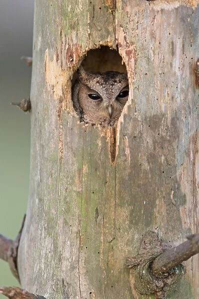 Sunda Scops-owl (Otus lempiji) adult, looking out from hole in tree (captive)