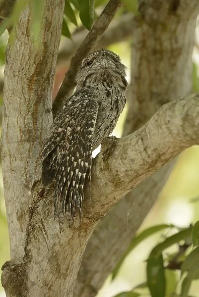 Tawny Frogmouth (Podargus strigoides) adult male, stretching wing, sitting in fork of tree, Queensland, Australia
