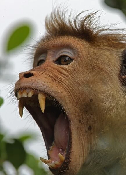 Toque Macaque (Macaca sinica) adult, yawning, close-up of head, Sri Lanka, december