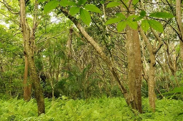 Tropical forest interior, habitat of Zanzibar Red Colobus (Procolobus kirkii), Jozani Forest, Zanzibar, Tanzania