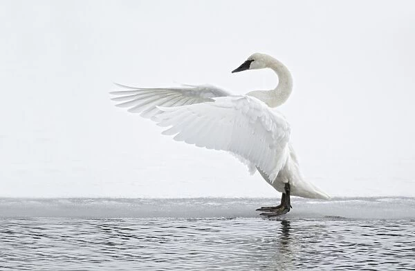 Trumpeter Swan (Cygnus buccinator) adult, stretching wings, standing on ice at edge of water, Yellowstone N. P. Wyoming, U. S. A. february