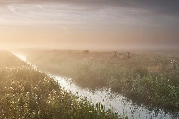 View of ditch in misty coastal grazing marsh habitat at sunrise, Elmley Marshes National Nature Reserve