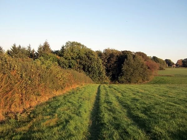 View of fields at edge of woodland, Chesham Bois Woods, Chiltern Hills, Buckinghamshire, England, september