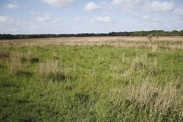 View of reedbed edge in river valley fen habitat, Redgrave and Lopham Fen N. N. R. Waveney Valley, Suffolk, England, may