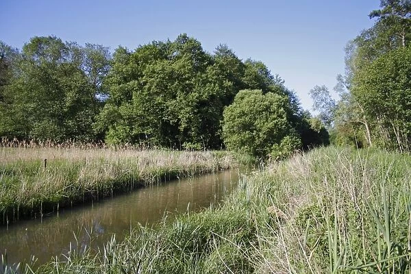 View of river and trees in river valley fen habitat, River Waveney, Redgrave and Lopham Fen N. N. R