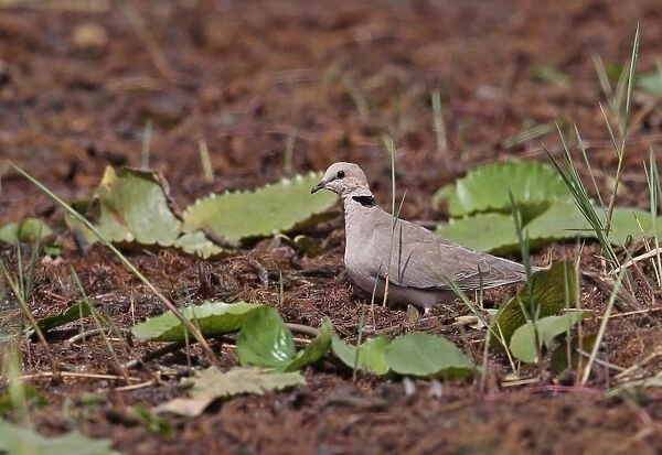 Vinaceous Dove (Streptopelia vinacea) adult, drinking at vegetated pond, Mole N. P. Ghana, February