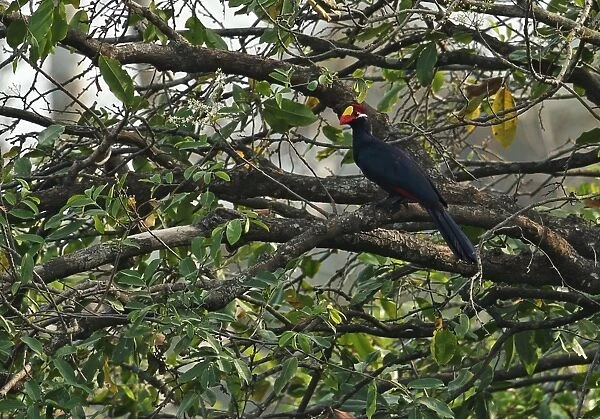 Violet Turaco (Musophaga violacea) adult, perched on branch, Shai Hills, Greater Accra Region, Ghana, February