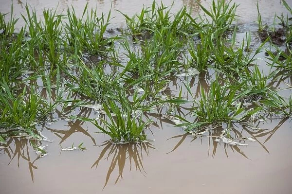 Waterlogged grassland on farm after spring flooding, Cumbria, England, May