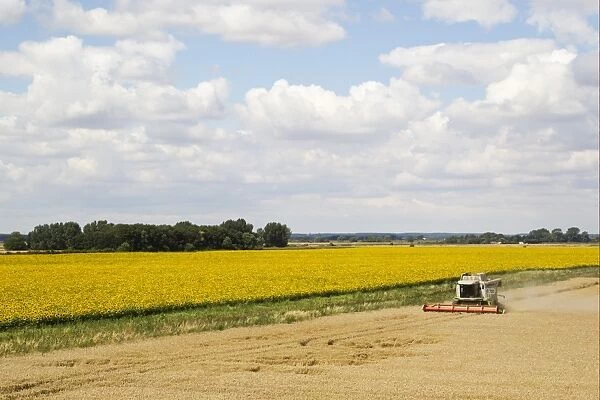 Wheat (Triticum aestivum) crop, combine harvester harvesting field, farmland with wide field margin and sunflowers