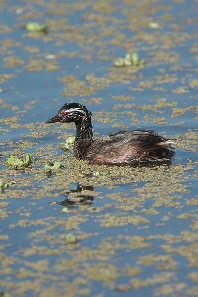White-tufted Grebe (Rollandia rolland) adult, swimming, Vicente Lopez, Buenos Aires Province, Argentina, september