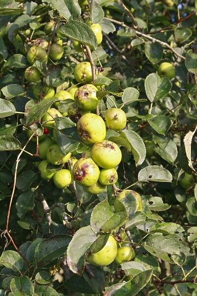 Wild Crabapple (Malus sylvestris) close-up of fruit, growing in hedgerow at edge of river valley fen, Middle Fen
