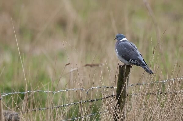 Wood Pigeon (Columba palumbus) adult, perched on post of barbed wire fence, Blacktoft Sands RSPB Reserve