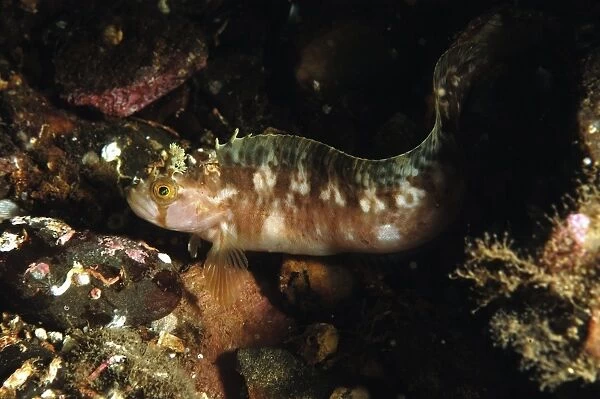 Yarrells Blenny (Chirolophis ascanii) adult, in sea loch, Loch Carron, Ross and Cromarty, Highlands, Scotland, June