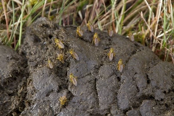 yellow dung flies on cow dung