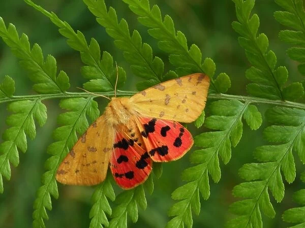 Yellow Tiger Moth (Rhyparia purpurata) adult, showing red hindwing colouration