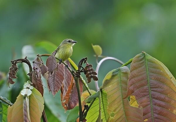 Yellow Tyrannulet (Capsiempis flaveola semiflava) adult, perched on leaf stem in treetop, Rio Indio, Panama, October