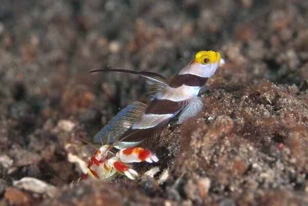 Yellownose Shrimpgoby (Stonogobiops xanthorhinica) adult, with Randalls Snapping Shrimp (Alpheus randalli)