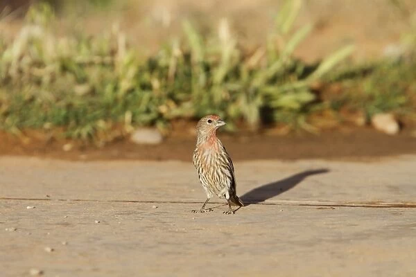 Young Male House Finch