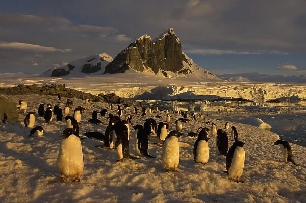 adelie penguin, Pygoscelis Adeliae, colony along the western Antarctic Peninsula